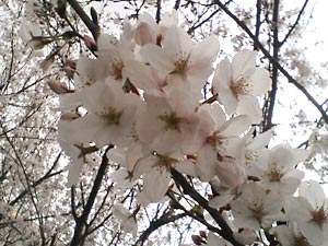 2007桜