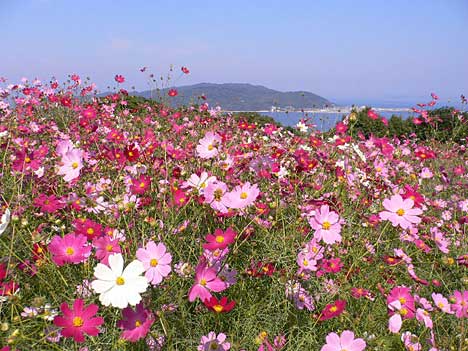 コスモス@能古島　志賀島　海の中道