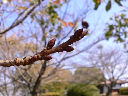 まだ固い桜のつぼみ