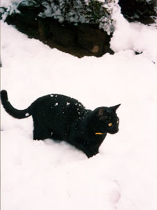 雪の上の黒猫タンゴ
