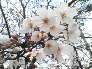 桜