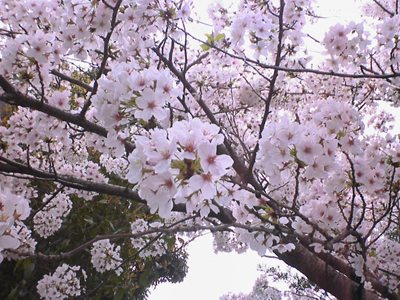 cherry_blossoms 桜