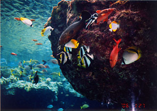 沖縄の水族館