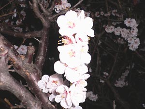 夜桜？